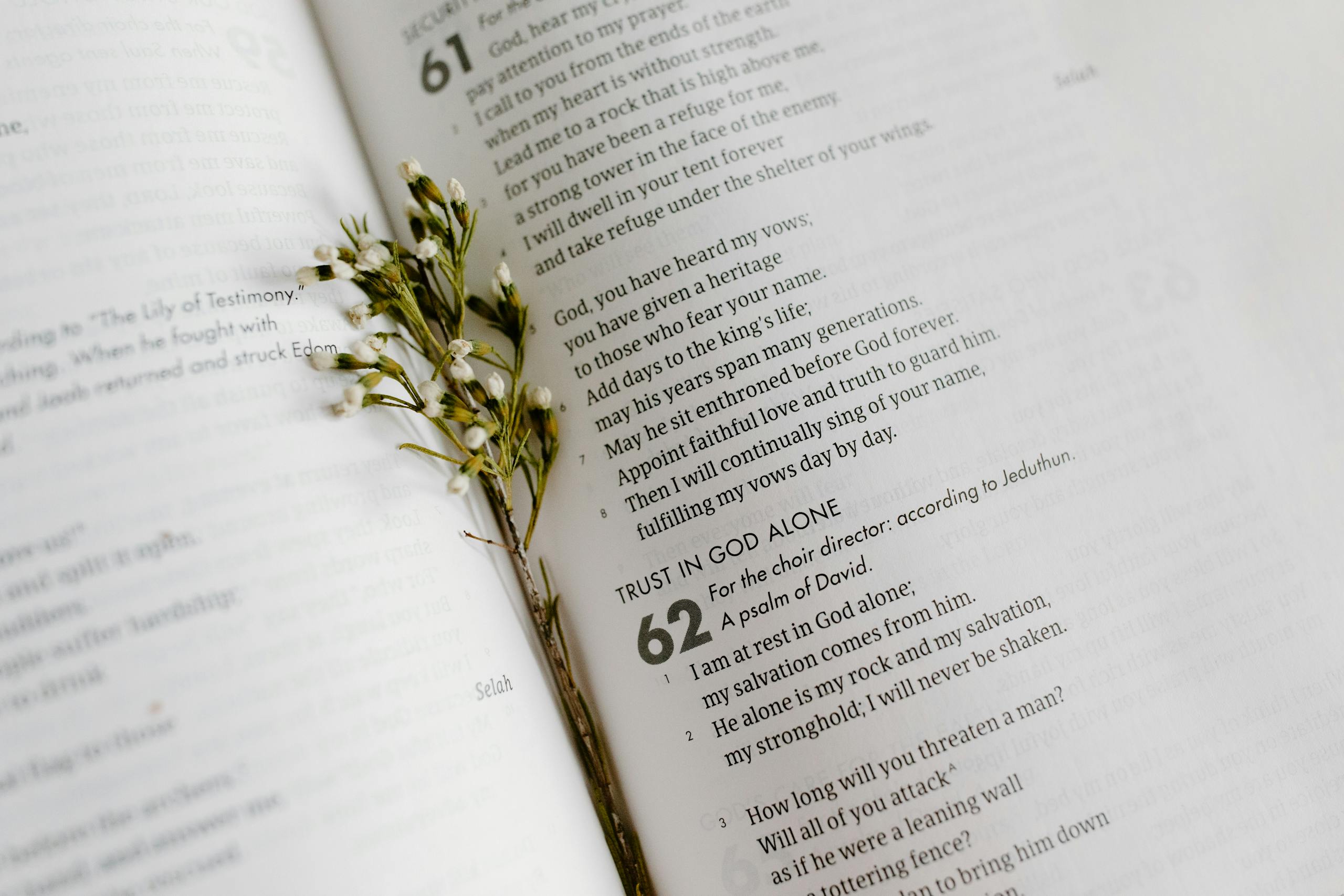 Cluster of Small White Flowers Between Pages of an Open Book